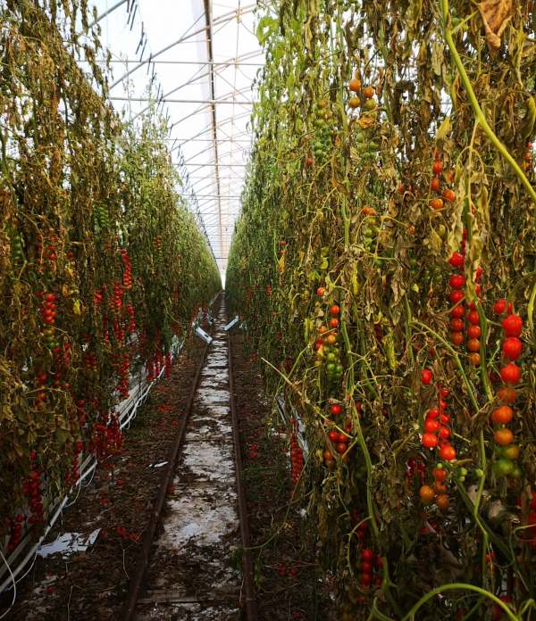 Vine tomatoes in poor condition in commercial greenhouse