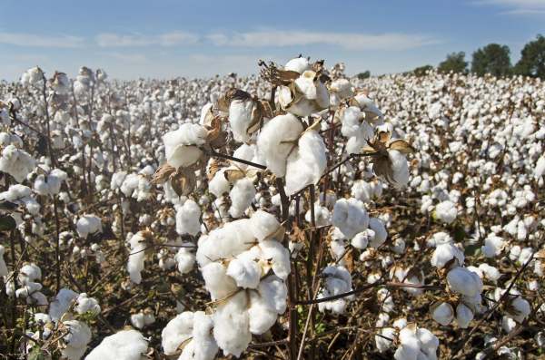 Cotton growing in field 