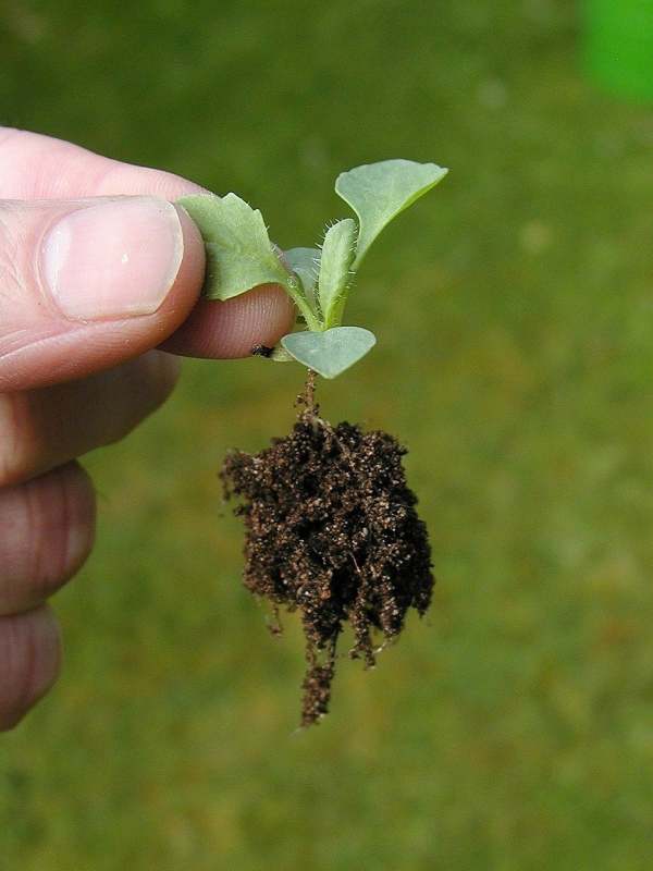 seedling being held by finger and thumb