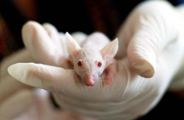 white mouse in hands in white surgical gloves