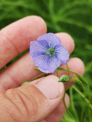 Purple flax flower in hand