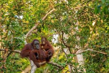 Orangutans in forest