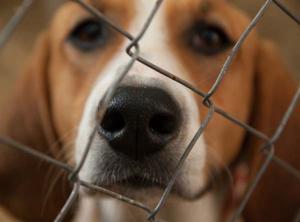 Beagle dog behind bars