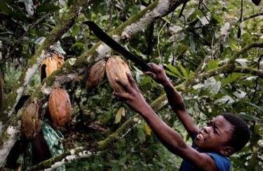 Child holding machete to cut cocoa bean pod from tree