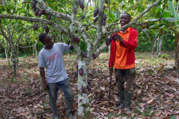 Two people working in cocoa plantation
