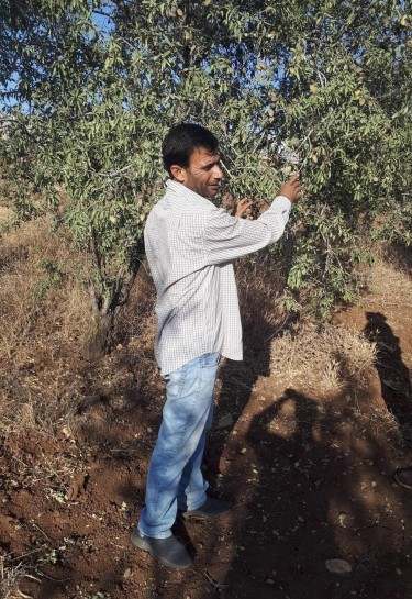 Man harvesting olives