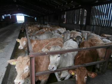Cattle penned inside barn