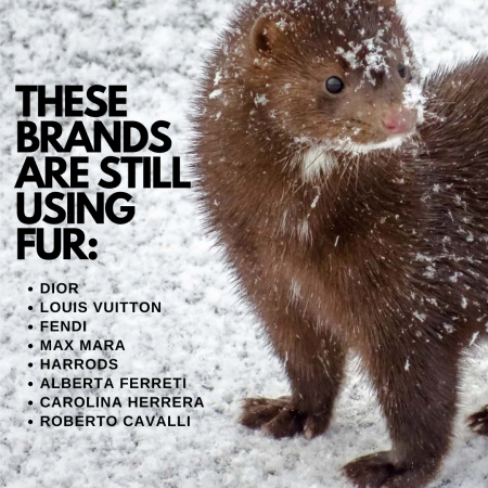 Picture of mink in snow with list of brands still using fur (listed in article)