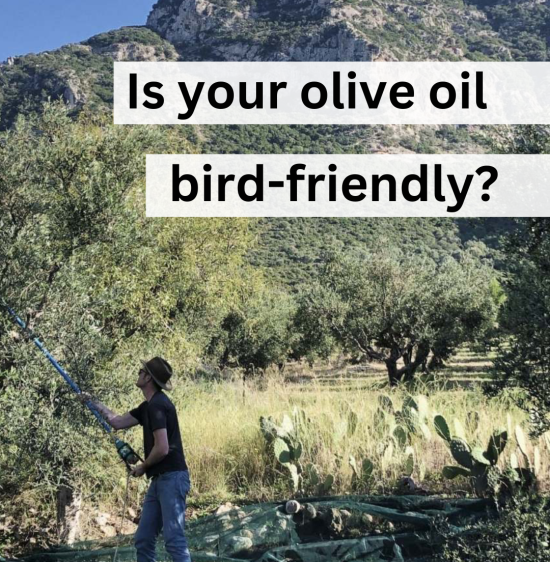 Man harvesting oilves with a pole