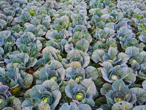 Field of cabbages
