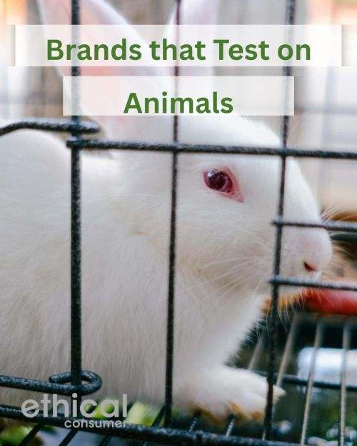 White rabbit in a cage with wording 'brands that test on animals'