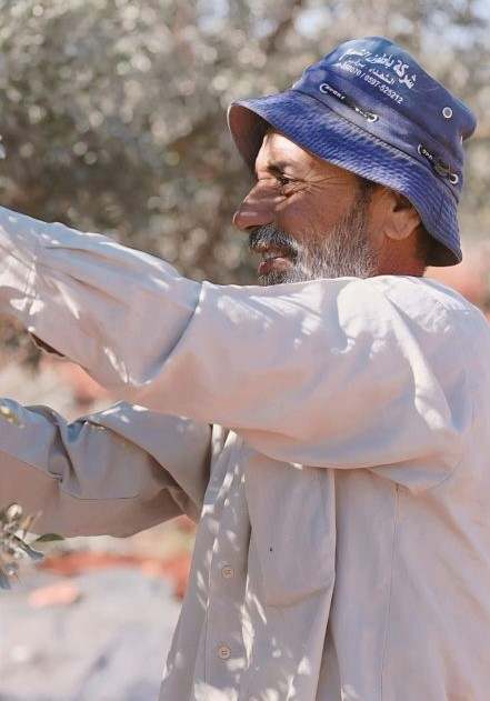 Side profile of man harvesting olives